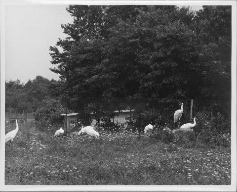 About six Whooping Cranes in a holding enclosure with tall grass, a high fence in the background, and a line of trees from the background center to background right. A building or structure of some sort is just visible through the trees.