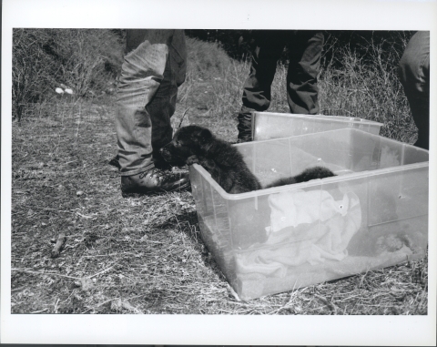 Gray Wolf pups in a plastic tub, placed on the ground; one of the pups has it's front paws up on the rim of the tub, and is peeking over the top, looking around. Another plastic tub is behind the front one. The legs of two people can be seen in the background.