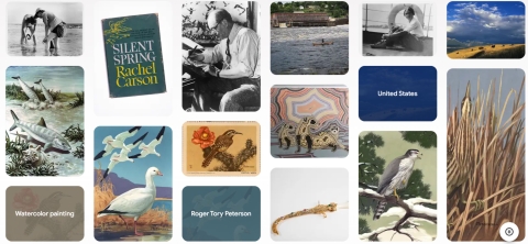 Overview of USFWS Museum collection via Google Arts and Culture