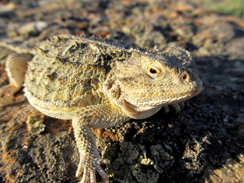 a close up view of a lizard with a number of spiky growths on its head and back