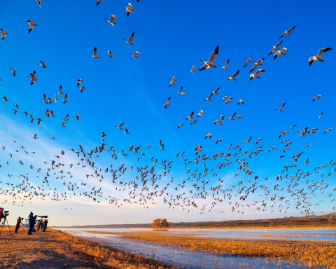 A large flock of white geese with black wingtips fly over photographers lined up along a wetland.