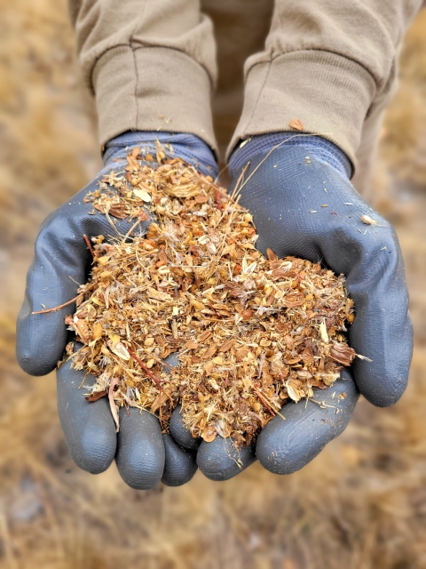 A person holding a handful of seeds