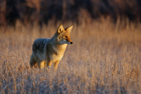 A coyote with fluffy grey, white, and brown fur stands in a field with frosted grass.