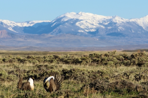2 male sagegrouse in foreground surrounded by lush sagebrush and snowy, blue peaks in background