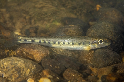 Fish resting on rock bottom