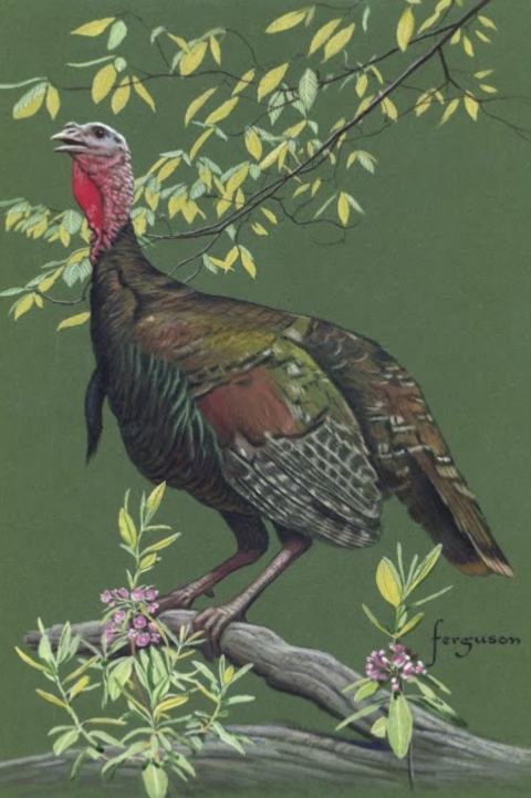 Painting of a turkey roosting in a tree 