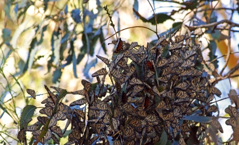 Group of clustered monarch butterflies in a eucalyptus tree. 