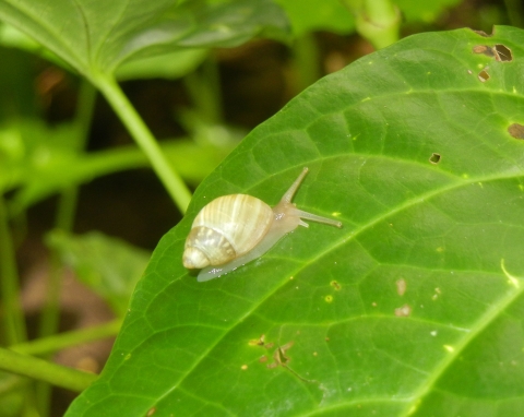 a Guam tree snail crawls across a green leaf
