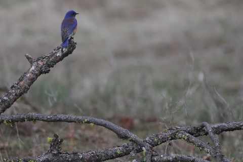 a western bluebird perched on a fallen branch