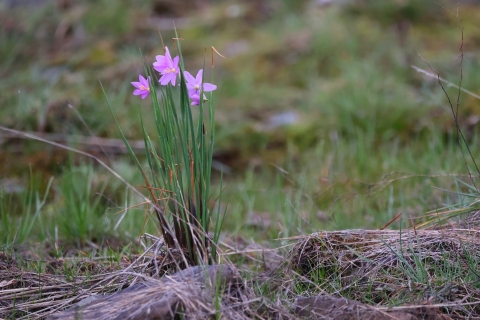 Three purple flowers growing on green stalks
