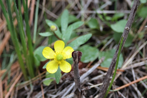 A bright yellow flower