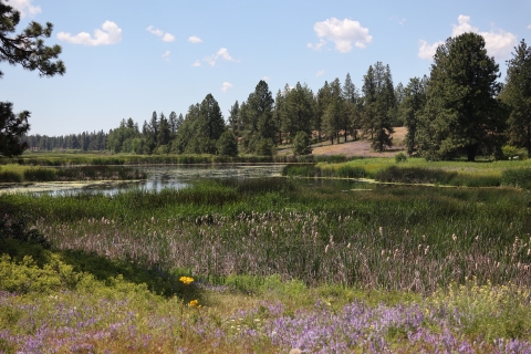 A small lake with flowers blooming on the shore