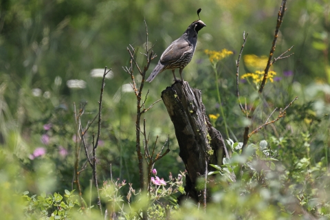 A quail perched on a stump