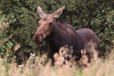 A cow moose standing