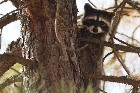 A young raccoon peering out from a perch in a pine tree