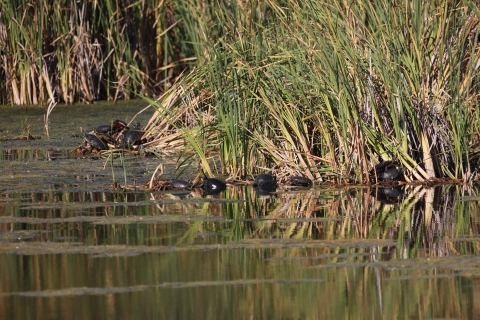 A pile of turtles on the bank of a wetland