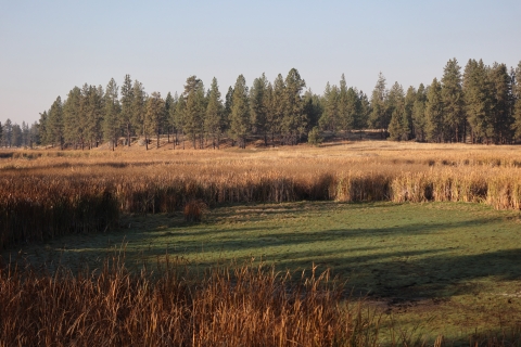 A dry wetland pool in the foreground with pines in the distance