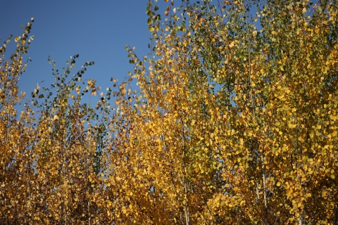 Yellow leaves on aspen trees