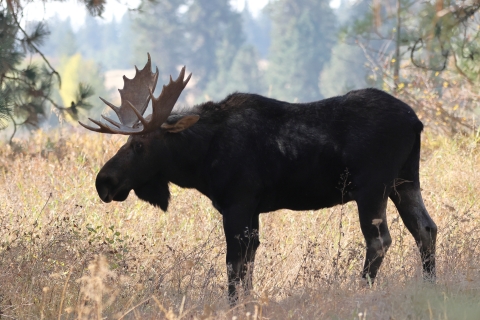 A bull moose standing