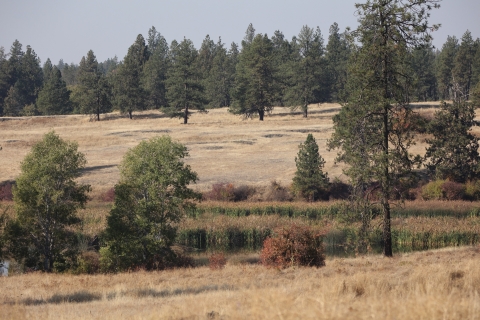 A wetland in the foreground with pines in the distance