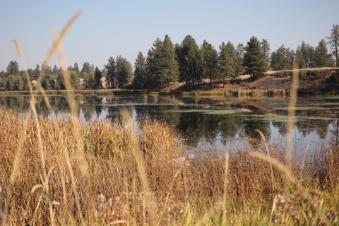 A wetland in autumn