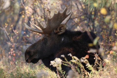 profile of a bull moose