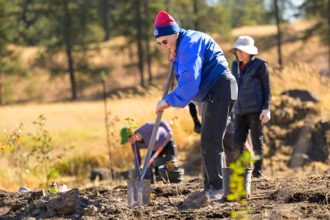 A volunteer uses a shovel to plant a tree
