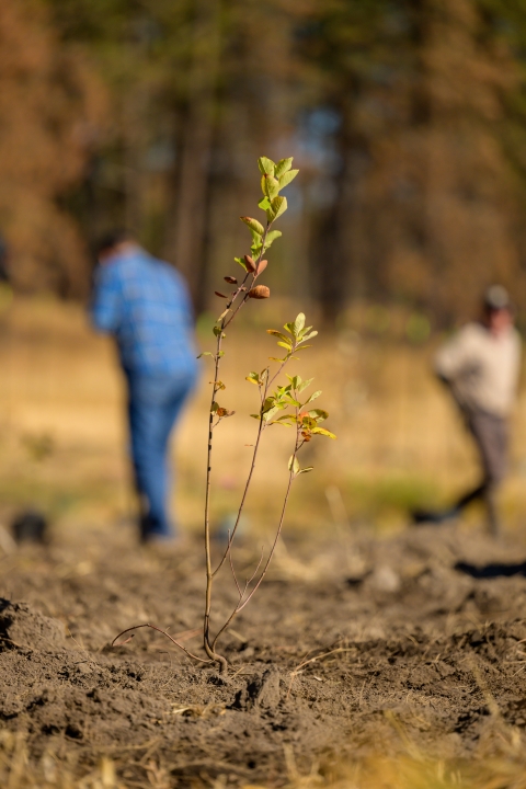 A newly planted tree as part of a habitat restoration project