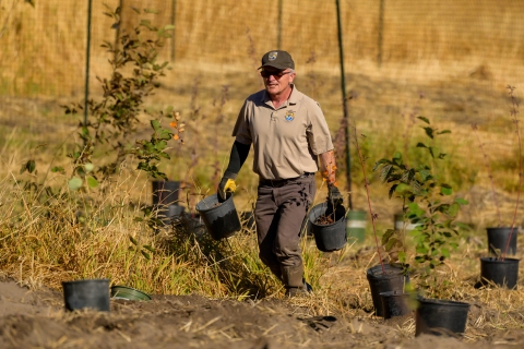 A FWS employee hauls trees to be planted for a restoration project