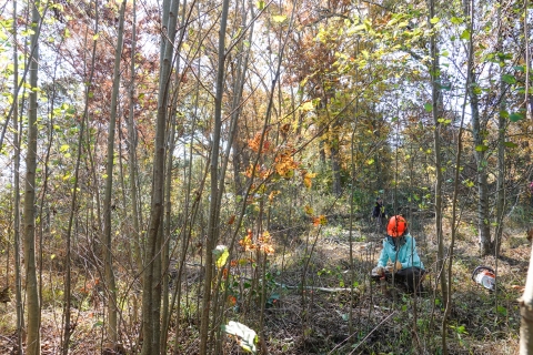 Biologists kneeling in a small grove of trees