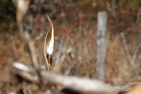 Group of seeds with white tuft attached in an elongated shell