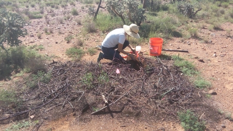 A researcher crouched by a pile of twigs collecting soil samples