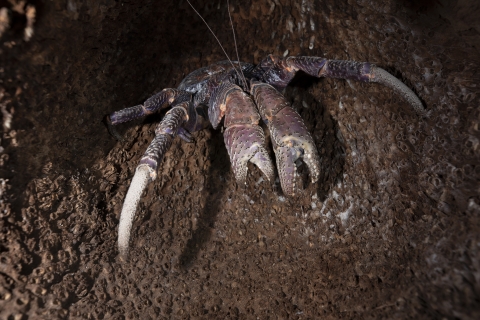 Close-up of coconut crab