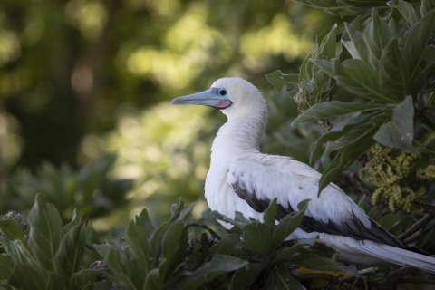 Red-footed booby on nest