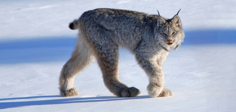 Canada Lynx Whitehorse Yukon