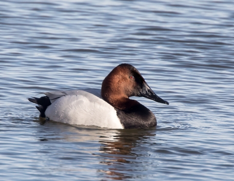 Photo of male canvasback in blue water with many small ripples.