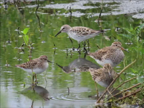 Image of 4 sandpiper birds in a body of water