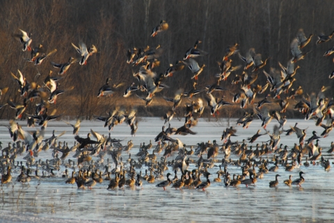 Waterfowl at Cross Creeks National Wildlife Refuge