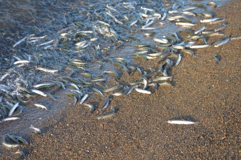 small silvery fish on a beach, some in the water some out