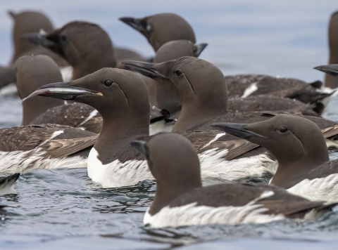 black and white birds on the water, one has a fish in her beak