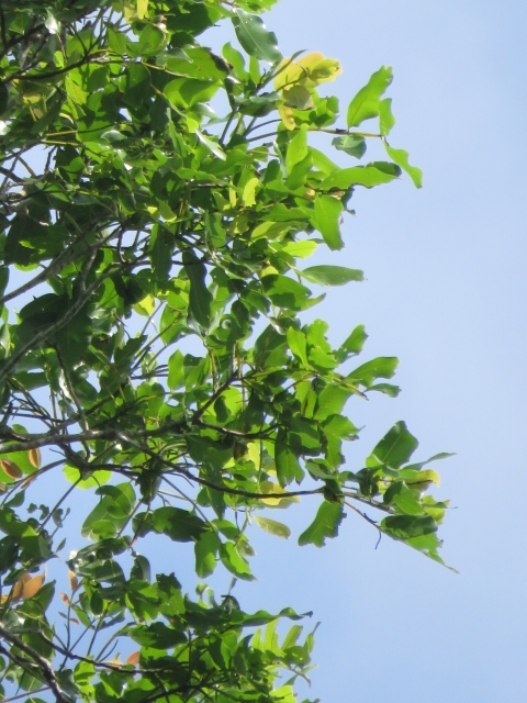 Green tree leaves in the forefront with a blue sky behind.