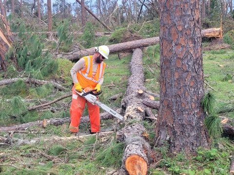 A man in a hardhat and orange reflective vest uses a chainsaw to cut a felled tree. Other felled tree limbs lie around him.