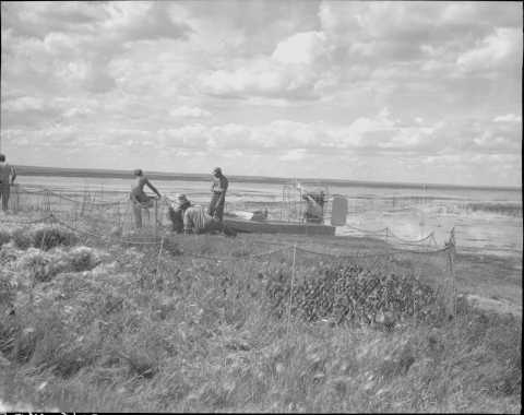 In the foreground is a small temporary enclosure, make of nets suspended from short poles; in the net are a large group of Ducks. In the middle ground are three people in front of an air boat that is parked on the shore of a body of water. A couple of the people are sitting or kneeling down, working with something (not visible)