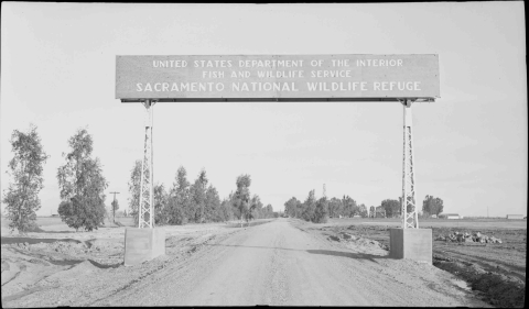 A large rectangular sign, stretching out over a dirt roadway, supported by two metal pylons. Sign reads "UNITED STATES DEPARTMENT OF THE INTERIOR FISH AND WILDLIFE SERVICE SACRAMENTO NATIONAL WILDLIFE REFUGE". A thing row of trees line the left side of the road, and a clump of trees visible in the distance to the right of the roadway.