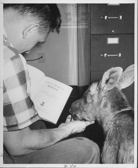Shot of a man, taken from a little over his shoulder, as he sits reading a book (title page: "North American Moose"), with a small, young Moose standing next to him. He has his hand on the underside of the Moose's snout, and it almost looks like he's reading to the Moose, or showing it the book!