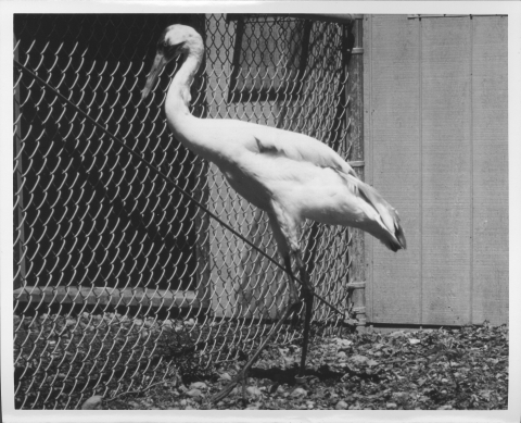 A Whooping crane, standing beside a high, chain-link fence, with a wooden wall in the background