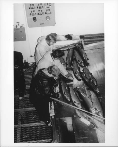 Overhead shot of 3 people sorting large fish (Steelheads) in a fish hatchery building