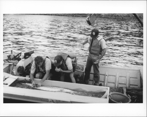 Three men in a wide, flat-bottomed metal boat, working at placing a tag on a large fish (Sturgeon) in a trough on one side of the boat (in the foreground). All three men appear to be wearing U.S. Fish and Wildlife Service uniforms (two are also wearing uniform caps), as well as life preserver vests. The river (the Apalachicola) is in the background