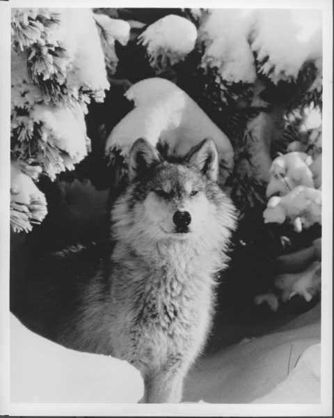 A Gray Wolf, close-up, sitting beneath a snow-covered Pine or Fur Tree, and snow piled on the ground in front of it
