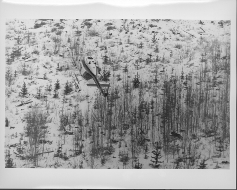 Helicopter in the center of the photo, seen from above, flying over a snowy environment, just above tree-top level (several trees are in the foreground); a Gray Wolf can be seen running through the trees in the lower right.